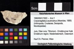 Foto (Objket + Etiketten) von Goniodromites bidentatus (Reuss, 1858) 